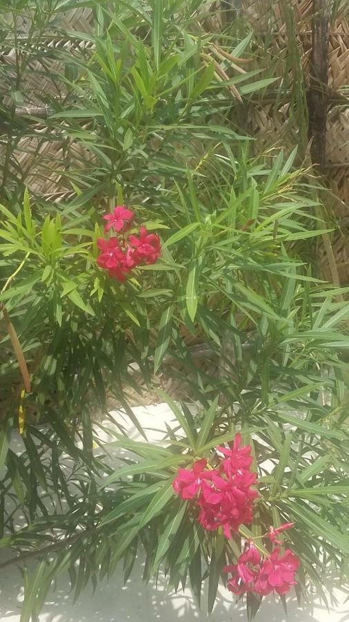 فيلا Kacho House جامبياني المظهر الخارجي الصورة